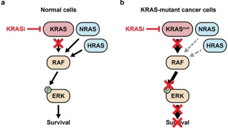 cell signaling technology kras